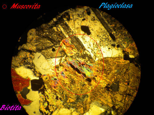 petrolog��a