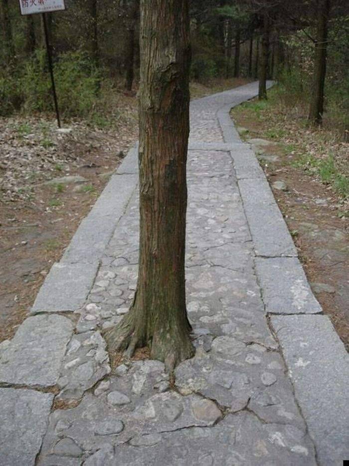 Natura zawsze sobie poradzi 29