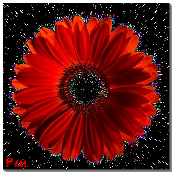 Red Flower Animated Graphic