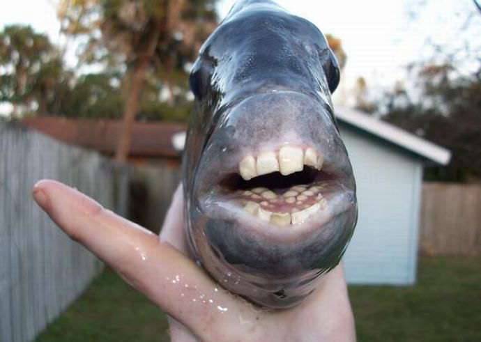 Sheepshead: zębata ryba 1