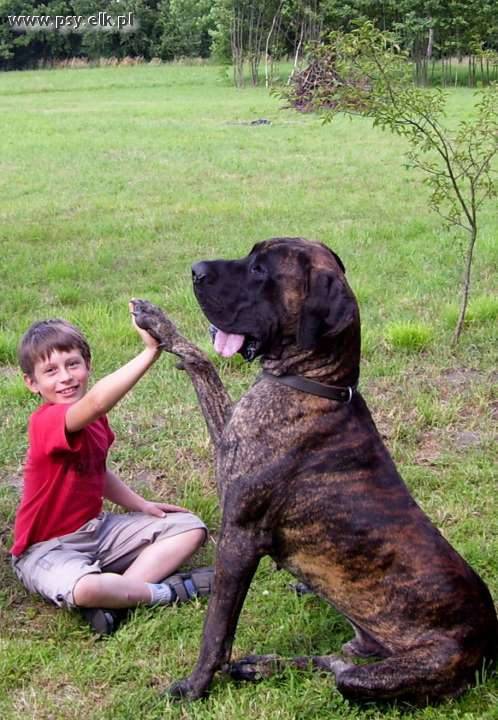 Dog Niemiecki 10