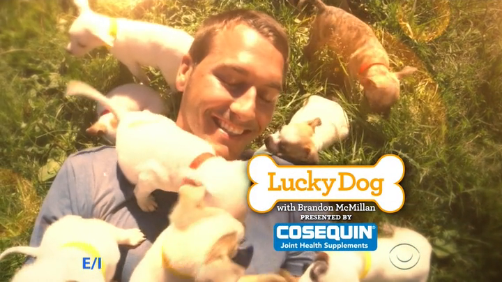 Lucky Dog S06E07 Maddie HDTV x264-W4F Lucky Dog S06E07 Maddie HDTV x264-W4F
