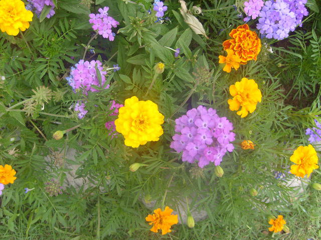 Image Hosted by UploadHouse.com