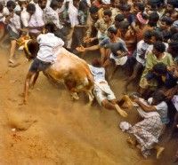 jallikattu