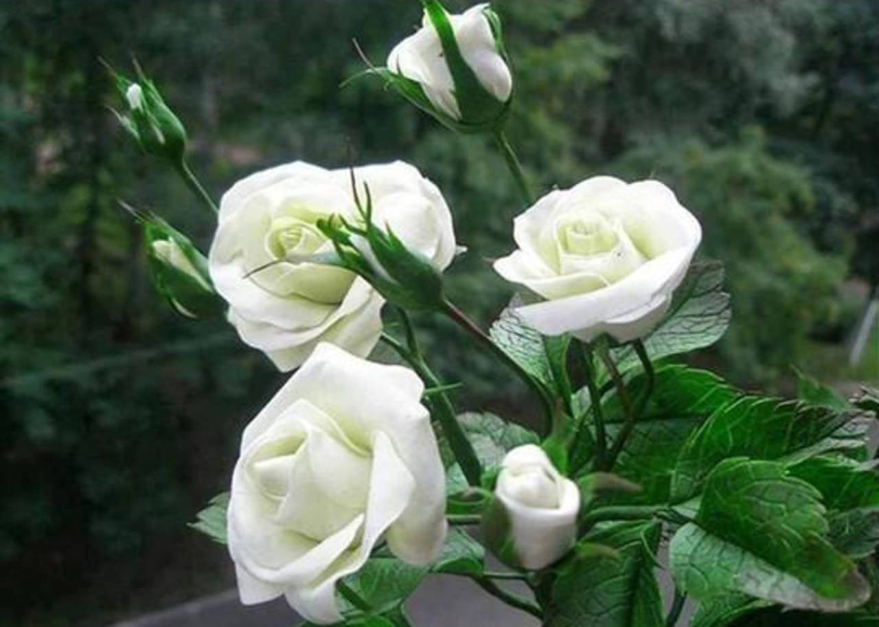 Белые розы с добрым утром с пожеланиями