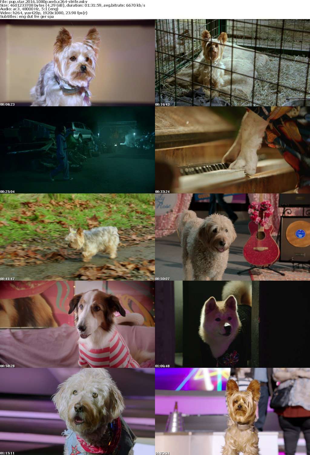 pup web pup 2016 1080p web x264 strife 187 top release access pup web pup 2016 1080p web x264 strife 187 top release access