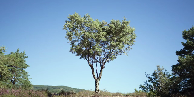 Daphne ou La Belle Plante 2015 480p x264-mSD Daphne ou La Belle Plante 2015 480p x264-mSD