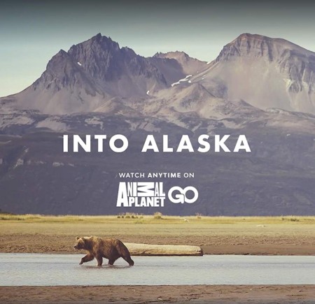 Into Alaska S01E09 Surrounded by Bears WEBRip x264-CAFFEiNE