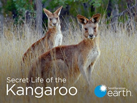 Secret Life of the Kangaroo S01E03 A Bucks Life XviD-AFG
