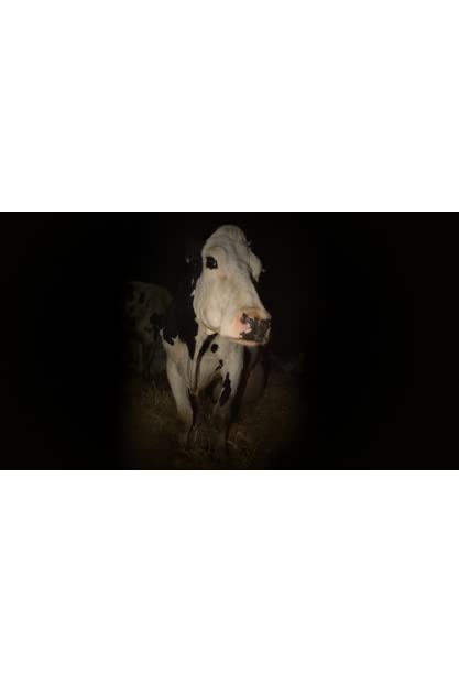Cow 2021 720p AMZN WEBRip 800MB x264-GalaxyRG