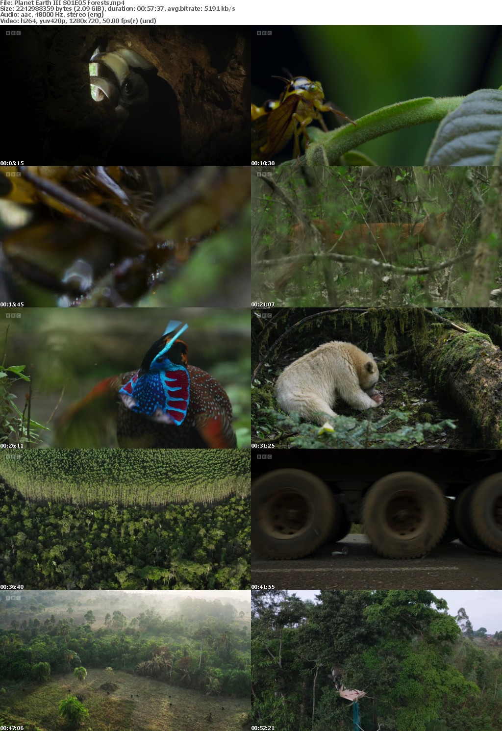 Planet Earth III S01E05 Forests (1280x720p HD, 50fps, soft Eng subs)